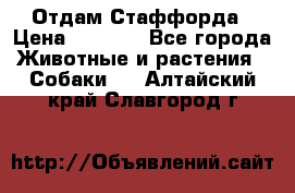 Отдам Стаффорда › Цена ­ 2 000 - Все города Животные и растения » Собаки   . Алтайский край,Славгород г.